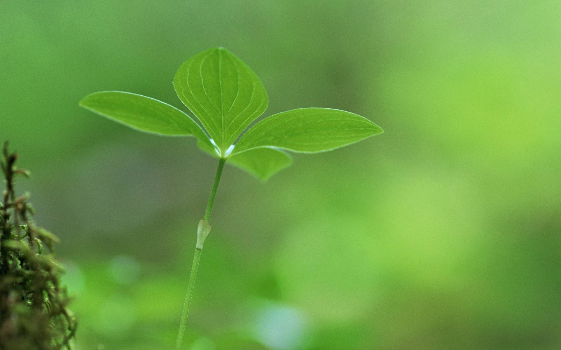 丁酉日出生,丁火代表你自己的五行,生于酉月秋天金旺之季失令,年