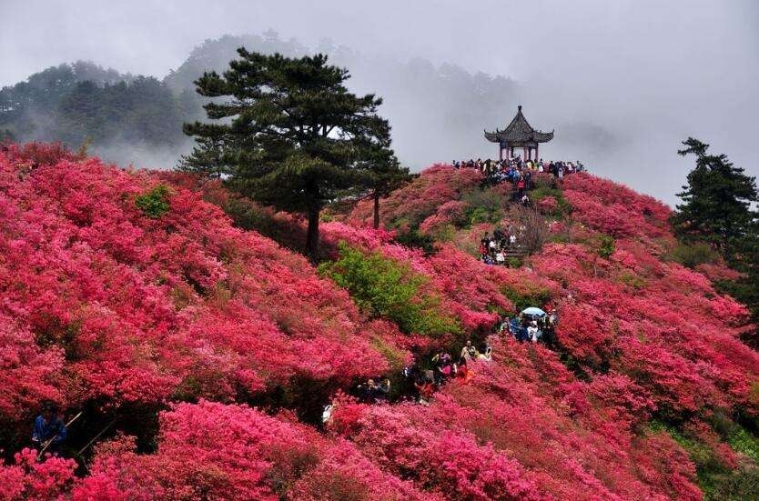 最美四月天!离合肥最近的杜鹃花海已悄然上线,共七个,你啥时去?