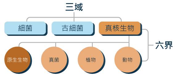 还有一些分类系统把真细菌分成两界,或者把假菌界和原生生物区分