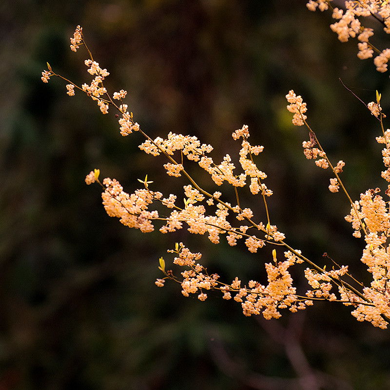 山苍子花茶的选购指南