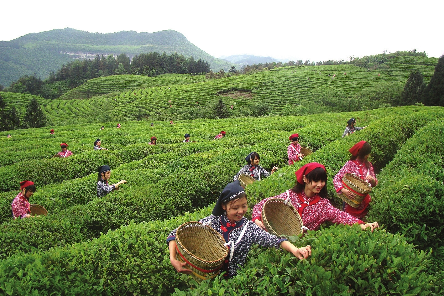 茶叶的基础知识