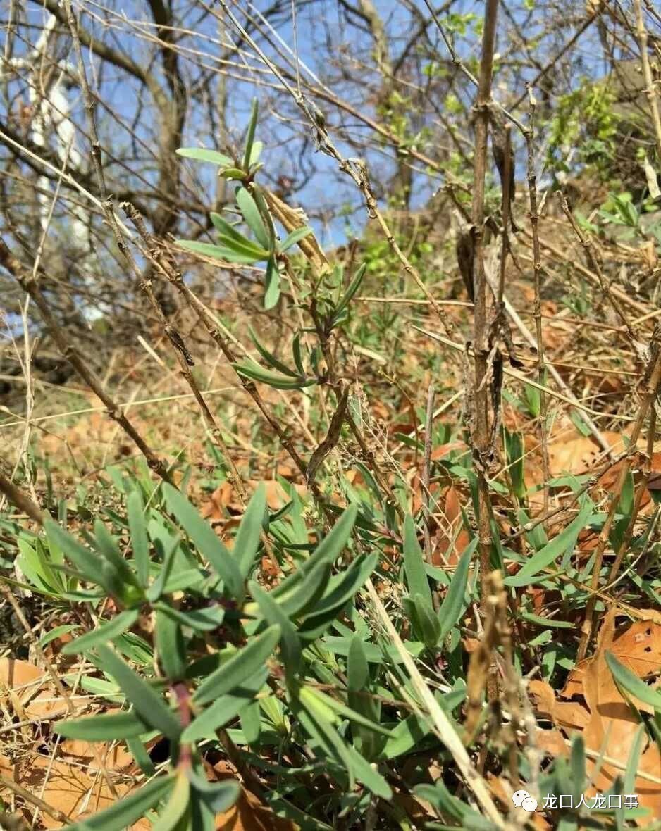 龙口人人都爱吃的美味山马厩菜做法!你会嘛?