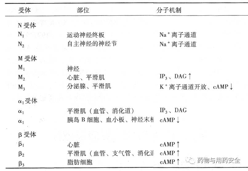 交感神经与副交感神经