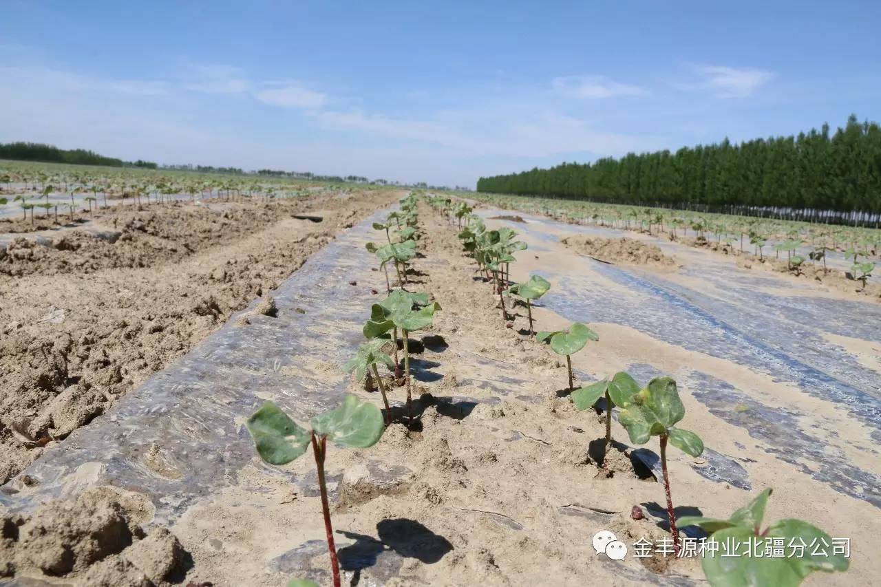 棉花出苗了以后怎么办棉花苗期4月5月的田间管理