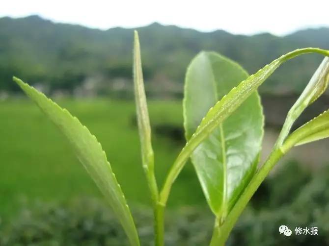 这个茶场宁红茶'萎凋'总出问题,老手艺人的一句话就解决了!