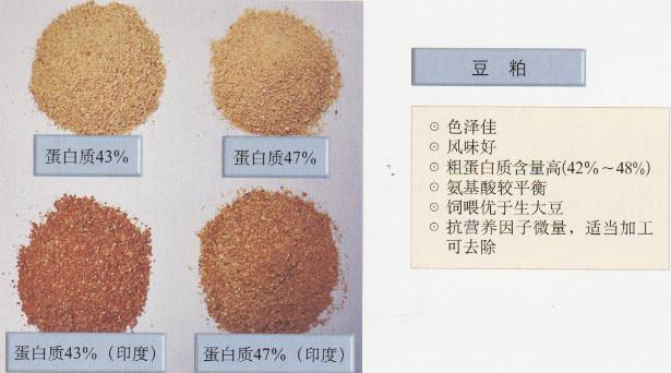 绵羊饲料之能量饲料与蛋白质饲料