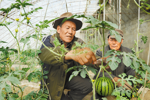 彭老总种菜_种菜图片(3)