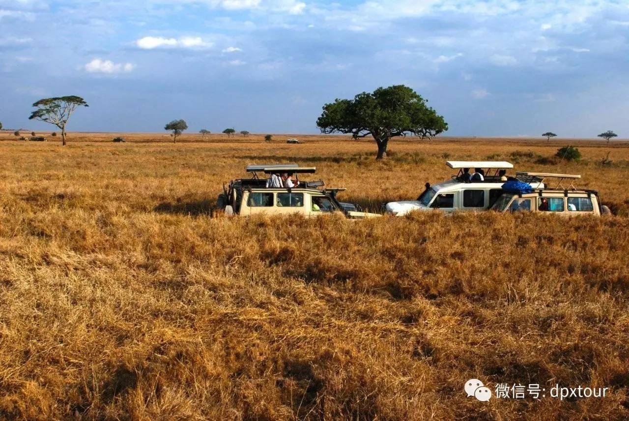 私团出游|去东非大草原追寻猎豹的足迹-坦桑尼亚safari之旅