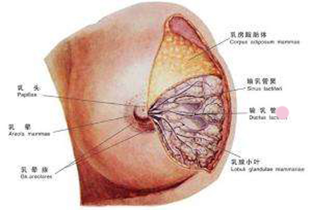 什么是乳腺囊肿?得了乳腺囊肿怎么办?