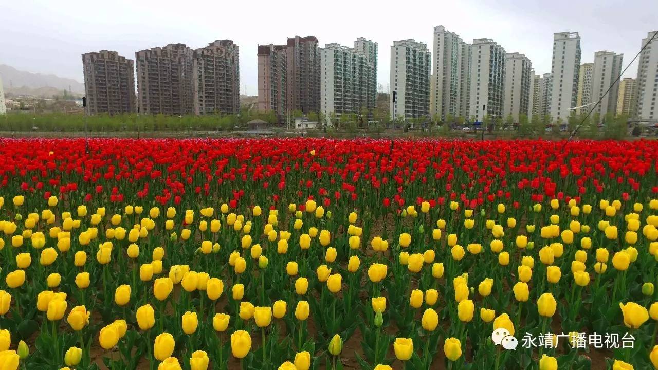 郁金香引爆黄河三峡旅游