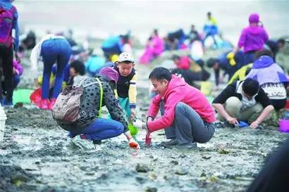 红岛蛤蜊节明天开幕,除了挖挖挖,还有这么多好玩的.