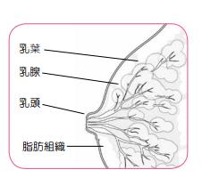 深圳维康健康新闻网癌症之乳癌乳房的构造乳房