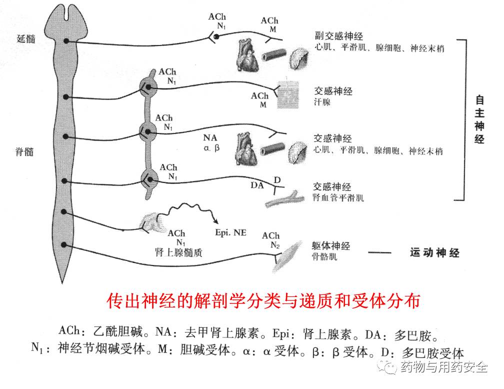 交感神经与副交感神经