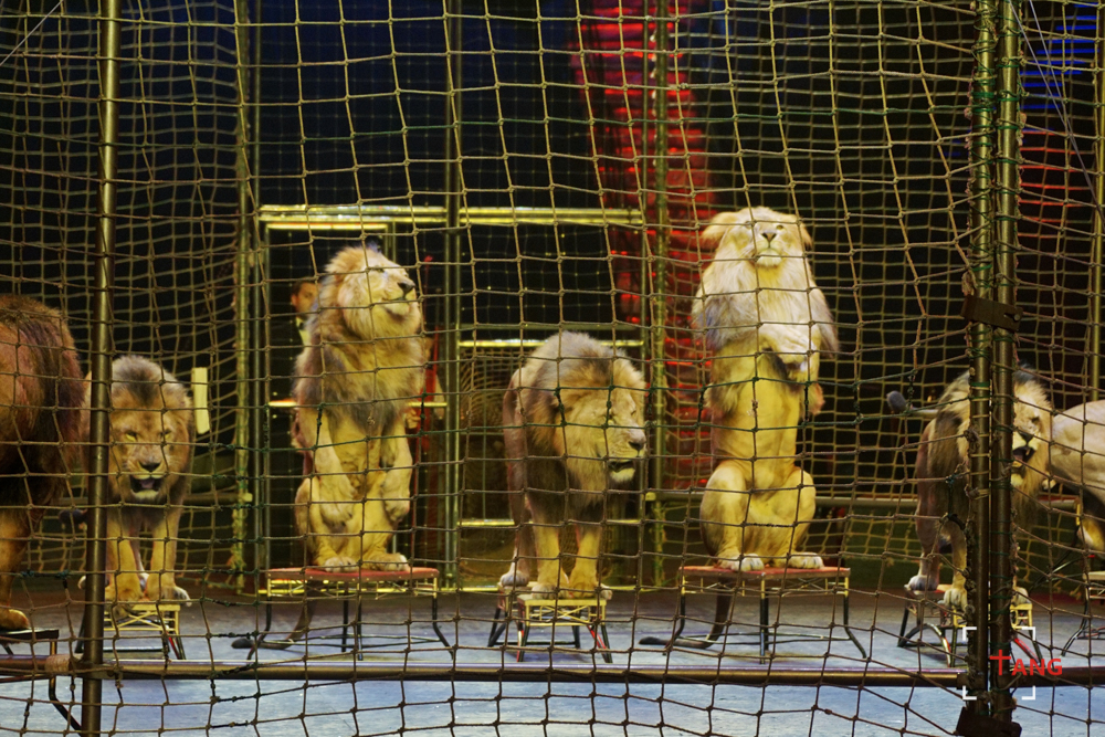 这还是我头一次在看大马戏中看到这么多头狮子表演.
