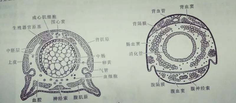 混合体腔:节肢动物位于体壁与消化管之间,由真体腔的一部分和囊胚腔