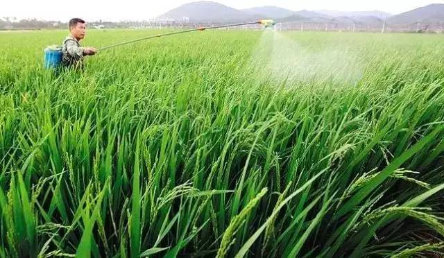 寒地水稻育苗发生青枯病和立枯病的几大原因及其防治