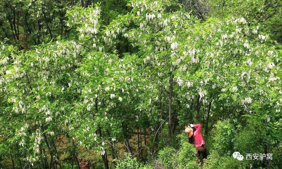 春日满城槐花香,又进入槐花模式,西安周边9大赏摘槐花