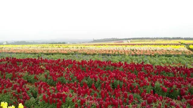 湛江广东农业公园千亩花海首届七彩油伞风车艺术节暨恐龙主题公园开园