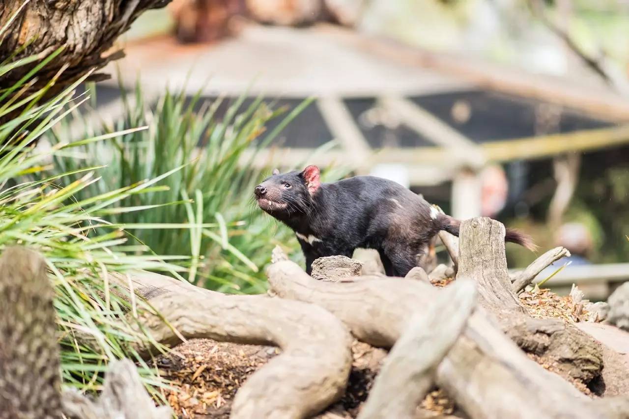 波诺朗动物园，这里有全球仅有的动物：小恶魔（袋獾）