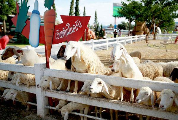 泰国绵羊牧场:萌宠引爆亲子农庄旅游