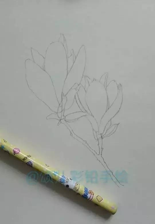 彩铅步骤:玉兰花儿