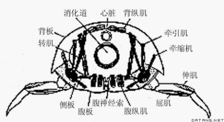 指尖上的课堂 | 节肢动物门