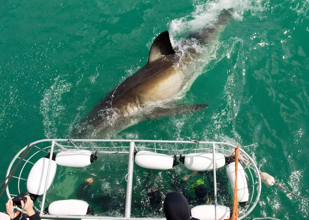 鲨鱼笼潜水 shark cage diving