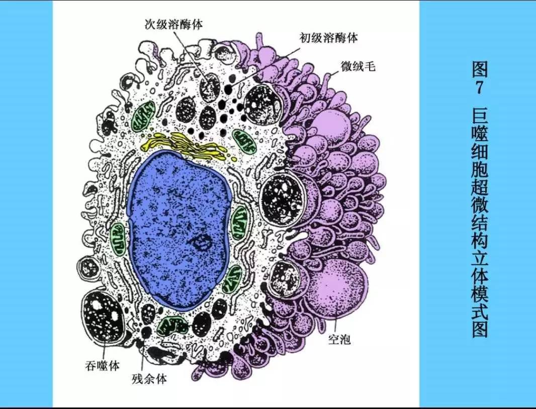 分泌功能:包括溶菌酶,补体,多种细胞因子(白介素)3.抗原呈递作用2.