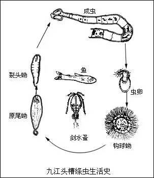 其它 正文  流行情况:绦虫对寄主有严格筛选性,九江头槽绦虫主要感染