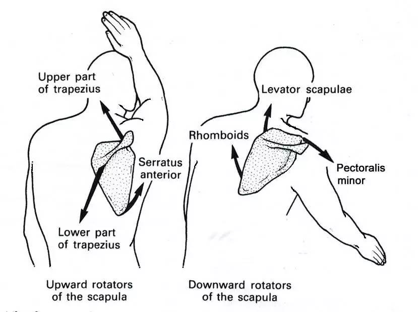 前锯肌 (serretus anterior)2. 下斜方肌 (lower trapezius)1.