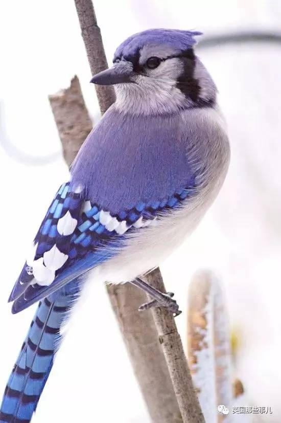 身上的羽毛带有紫蓝色光泽~但是雄性的尾羽很长,紫寿带鸟体型娇小,紫