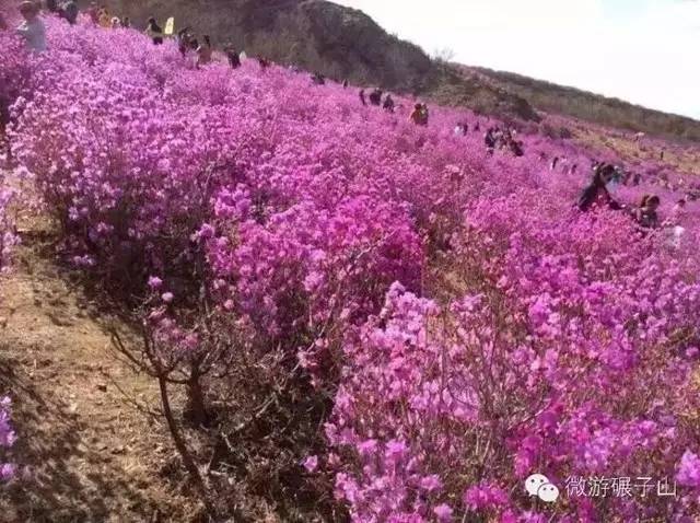 《五一赏野生杜鹃花自驾游路线 新功杜鹃山 路线:碾子山(蛇洞山)