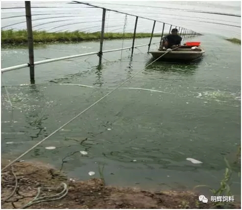 近期罗氏沼虾价格暴涨,放大水前后养殖要注意这些问题