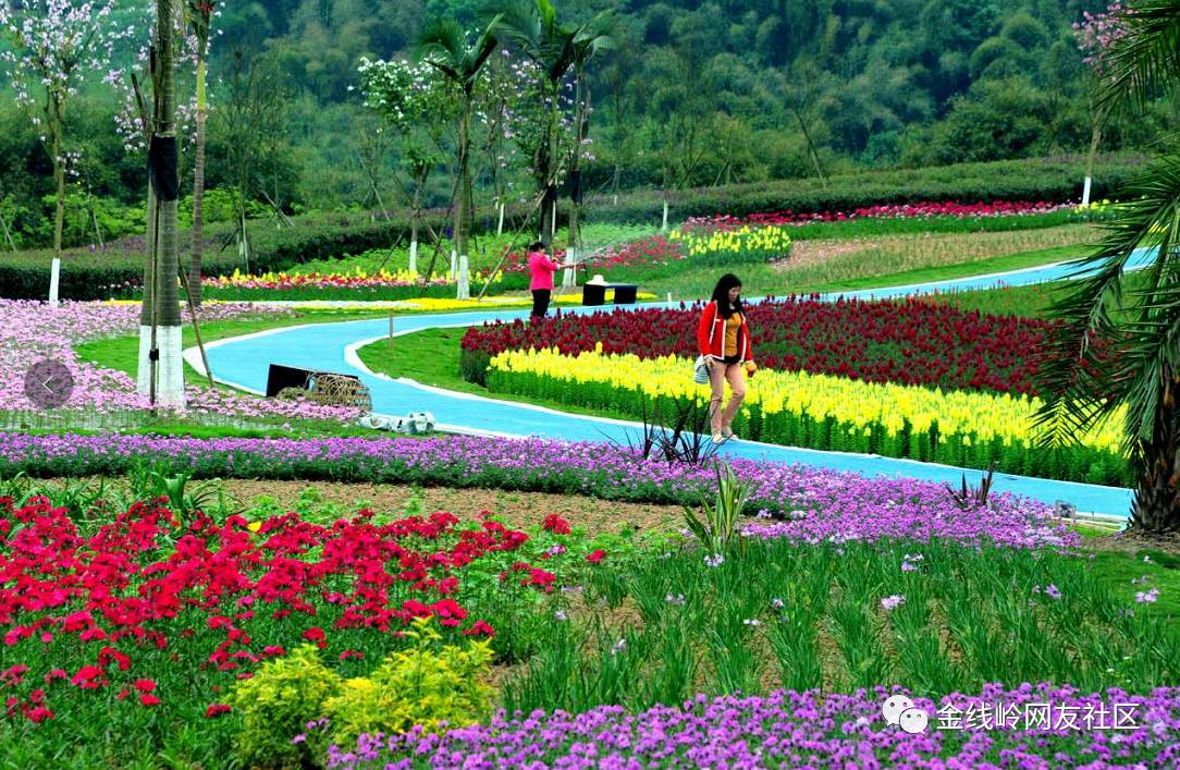 宜宾到处都有花海,唯独这里的花海让你惊喜无限