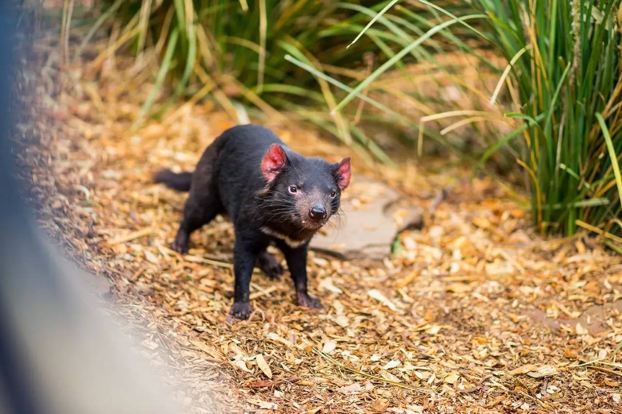 波诺朗动物园，这里有全球仅有的动物：小恶魔（袋獾）