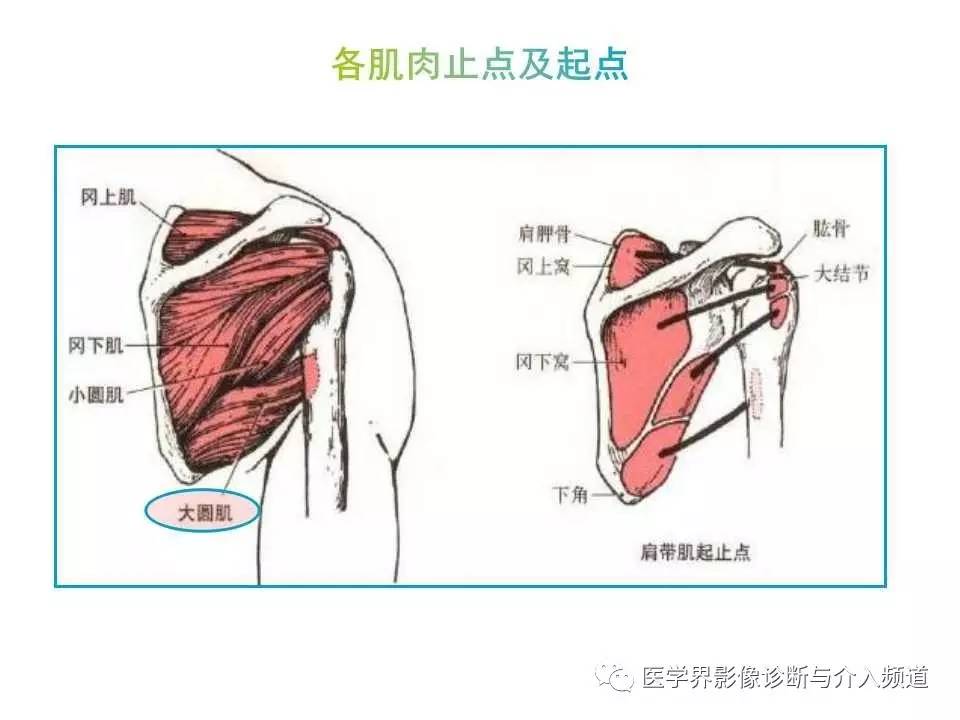 肩关节解剖,没你想的那么复杂 | 影像基础