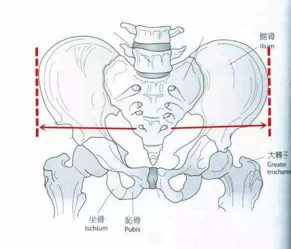 如上图:真胯宽:真胯宽的位置在腰际,一