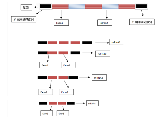 三个外显子两个内含子的基因结构图举个栗子:这是一个但是在剪切的