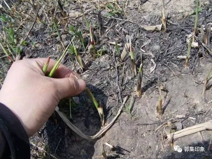 郭集人童年的零食:"毛芽",拔毛芽多快乐,你还记得吗?