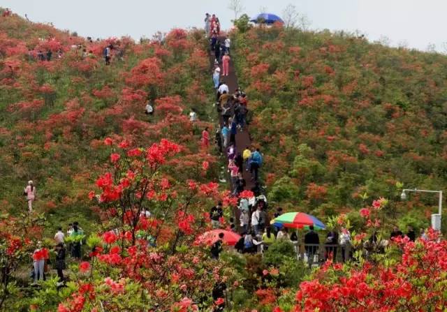 待到山花烂漫时,你在丛中笑!上千亩杜鹃花海绝对让你惊叹(附秘籍)