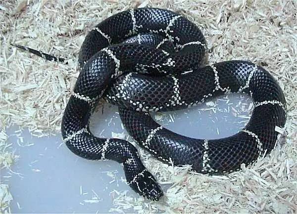 penning先选择了三种王蛇黑白王蛇,美东王蛇,星点王蛇(lampropeltis