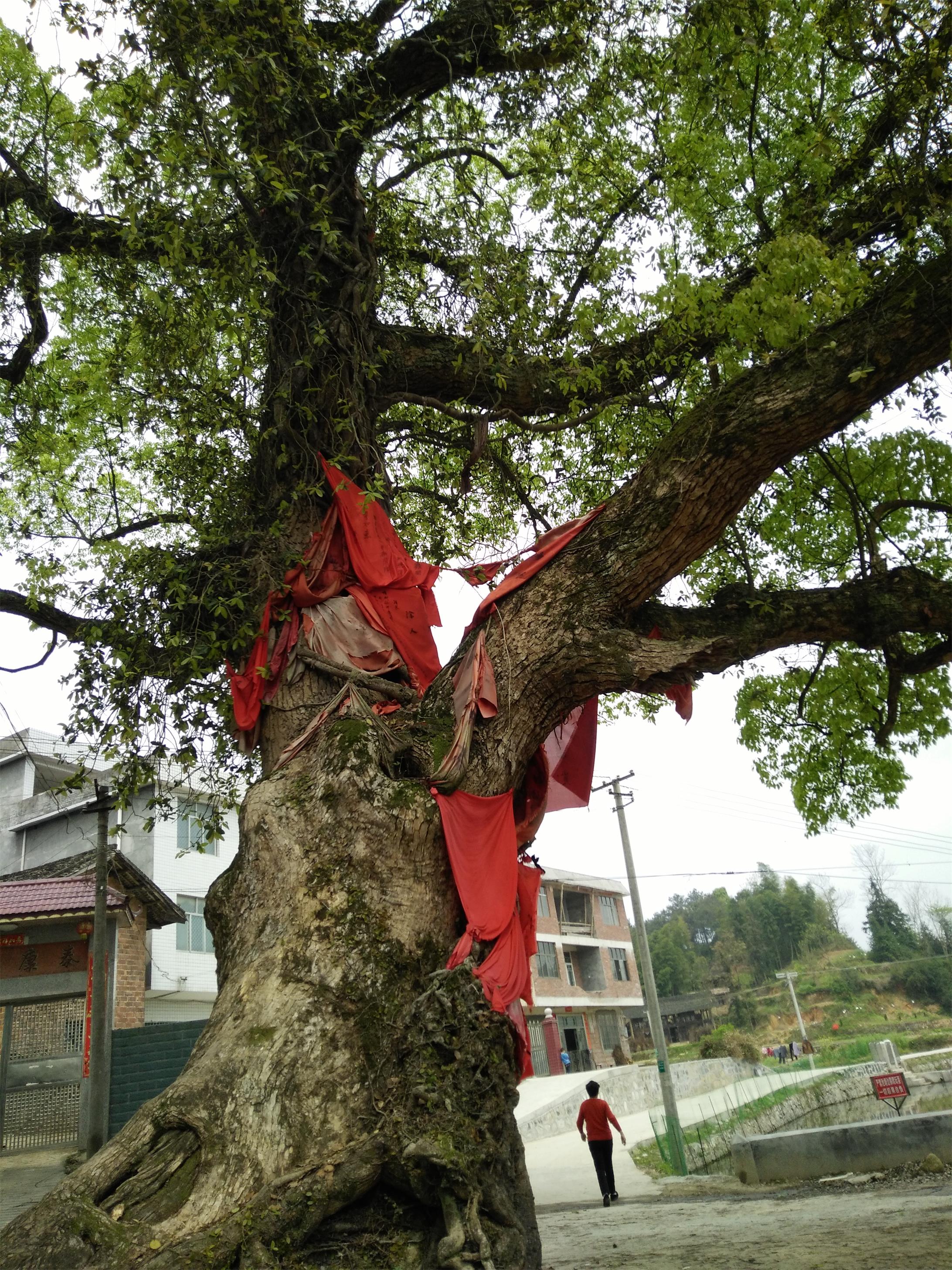 羊古坳镇保护古树 留住乡村美景