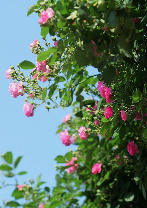 谷雨时节赏浪漫的野蔷薇花