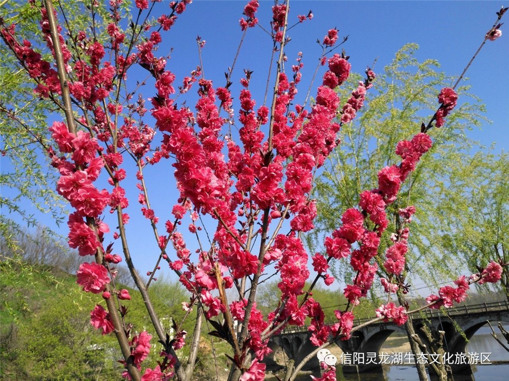 花烛透