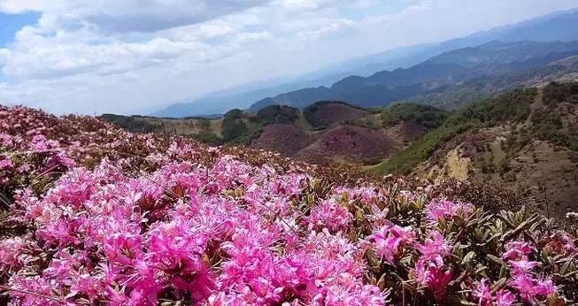 马鹿塘杜鹃花海景区4月26日开始收门票,每人次50元!