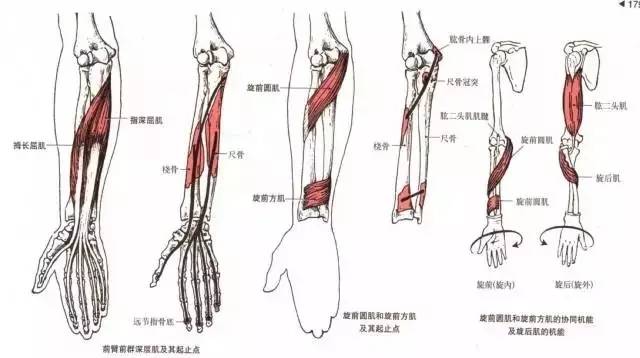 腕指屈伸肌拉伸(1)▲腕指屈伸肌拉伸(2)▲旋转拉伸(1)▲旋转拉伸(2)