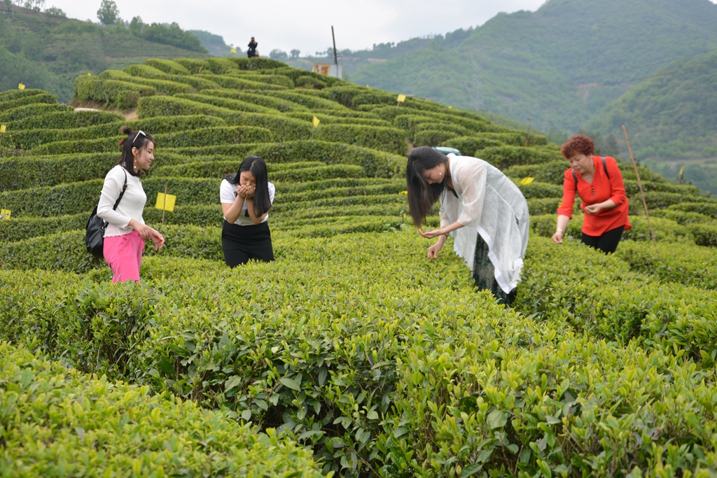 开云APP登录：【文旅观察】“中国茶”成世界非遗通过茶旅深度感受茶文化