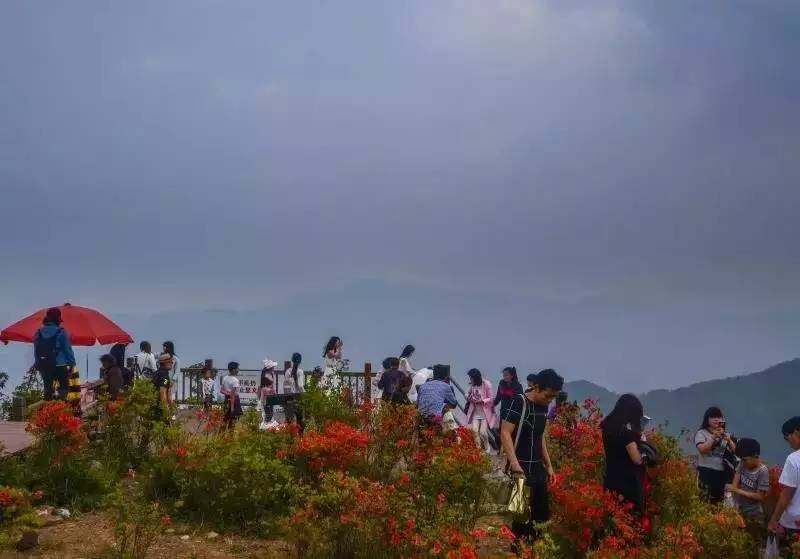 继樱花,梨花,桃花都开了个遍之后 瑞安圣井山景区 小编带你看最美的