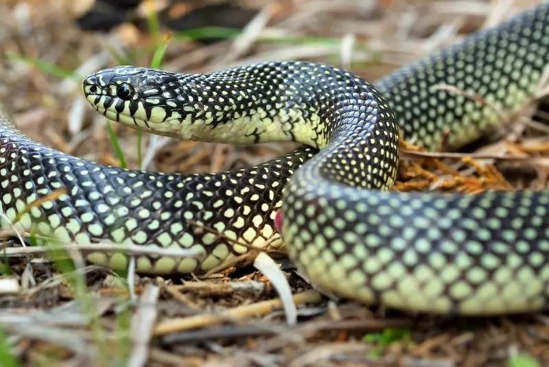 penning先选择了三种王蛇黑白王蛇,美东王蛇,星点王蛇(lampropeltis