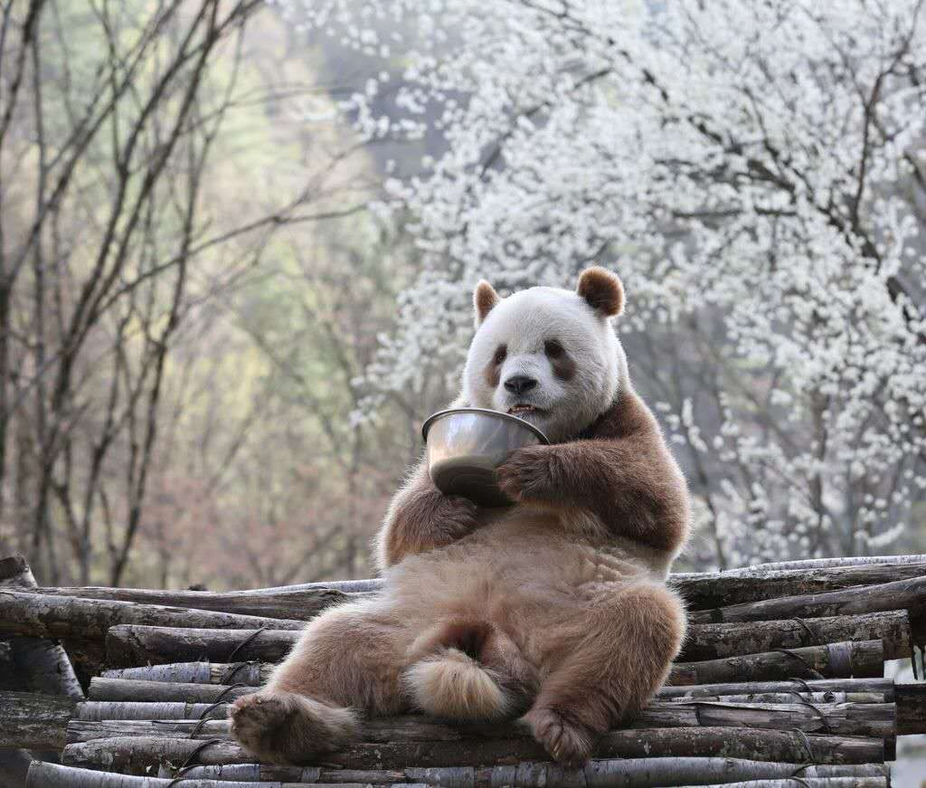 棕色大熊猫七仔在熊猫谷迎接春天 蒲志勇摄